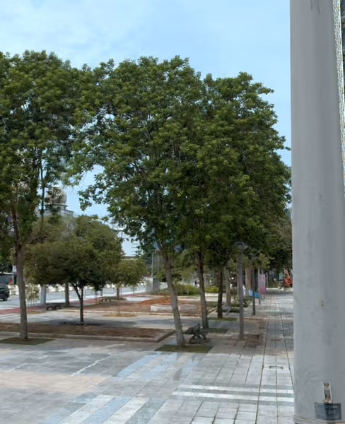 tree photo