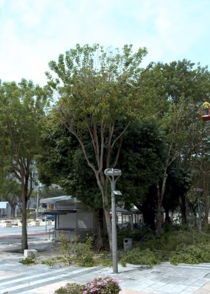 tree photo