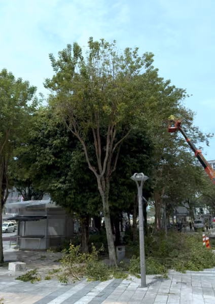 tree photo