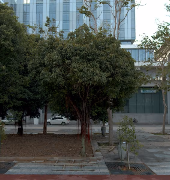 tree photo