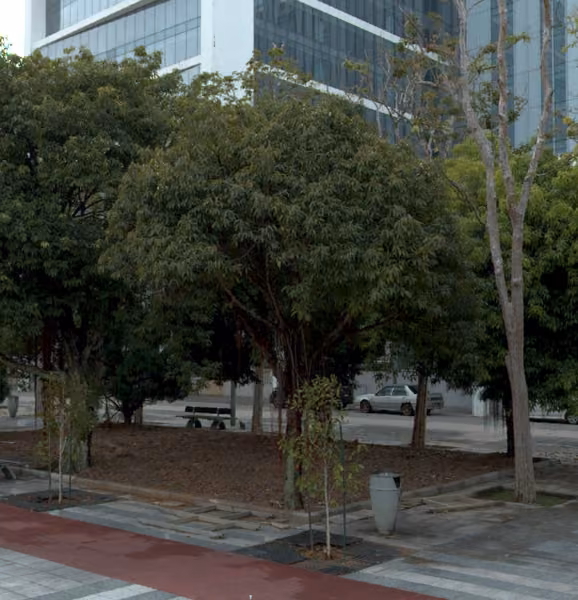 tree photo