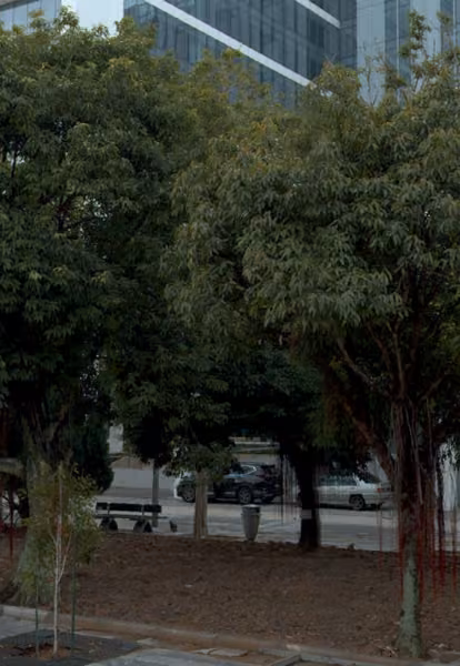 tree photo