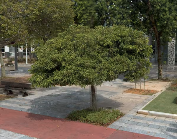 tree photo