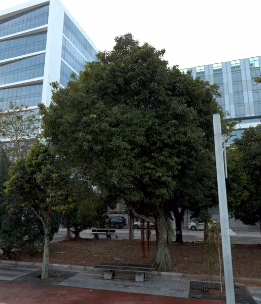 tree photo