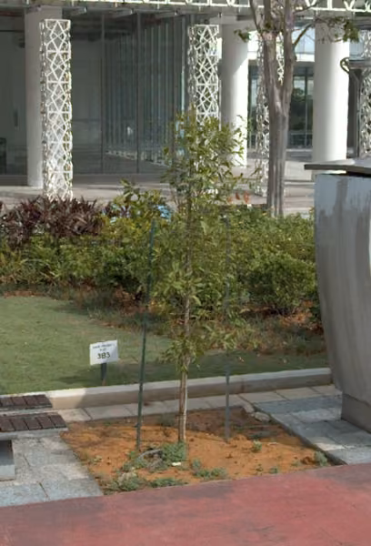 tree photo