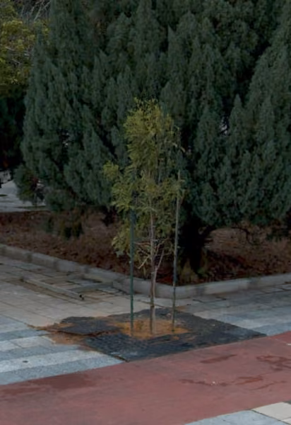 tree photo