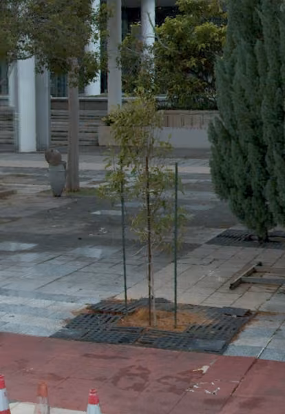 tree photo