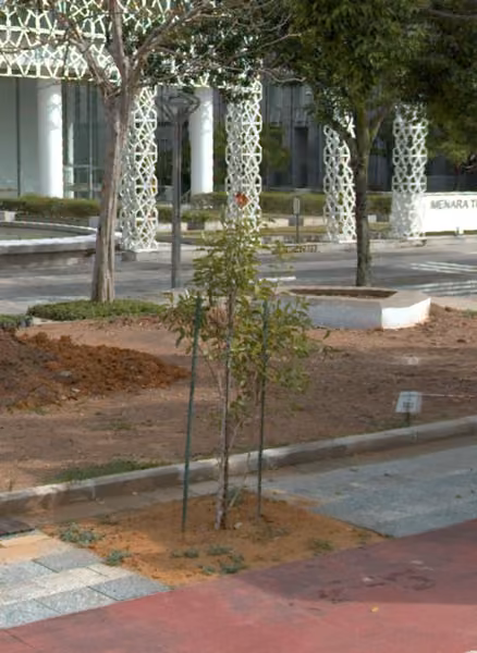 tree photo