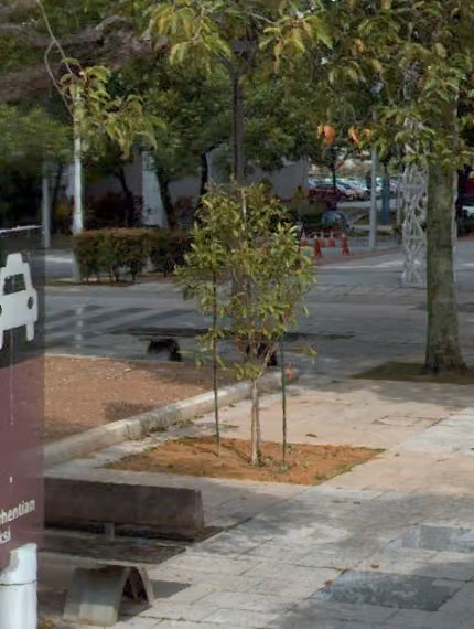 tree photo