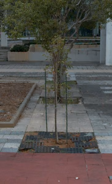 tree photo