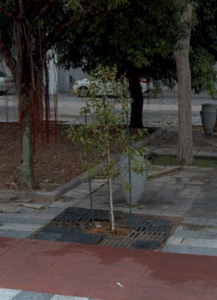 tree photo