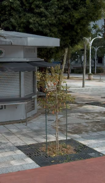 tree photo