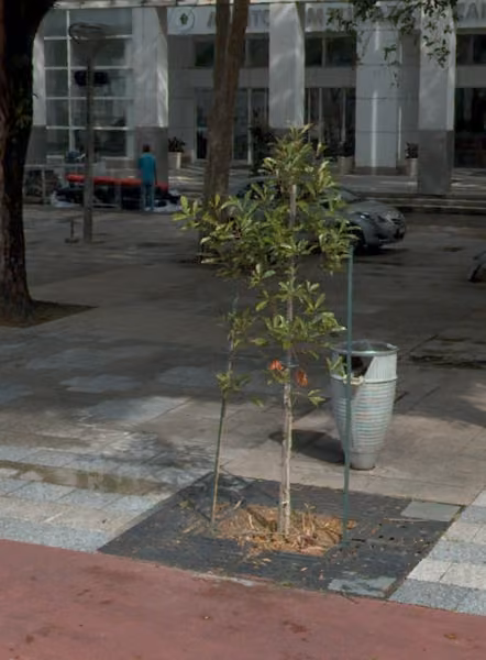 tree photo