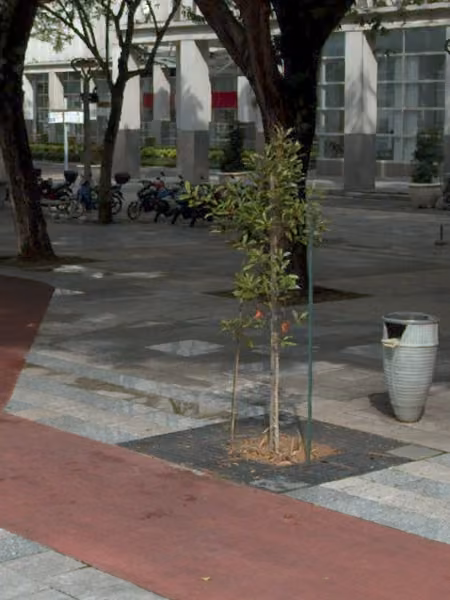 tree photo