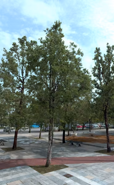 tree photo