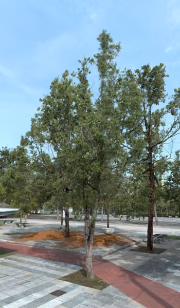 tree photo