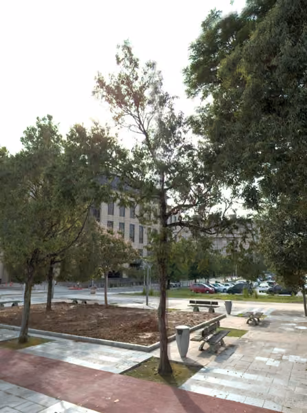 tree photo