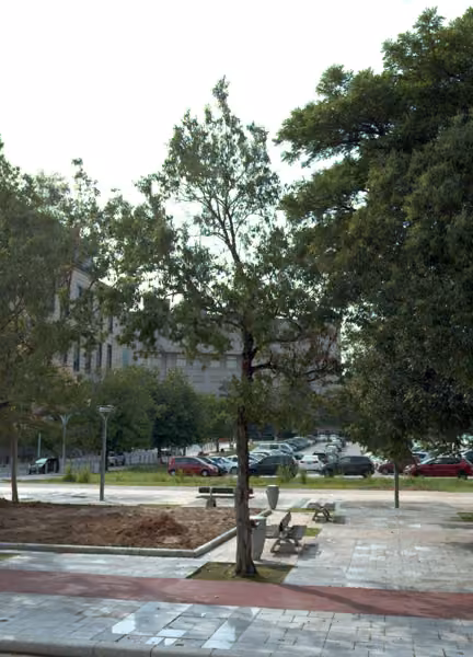 tree photo