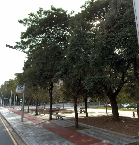 tree photo