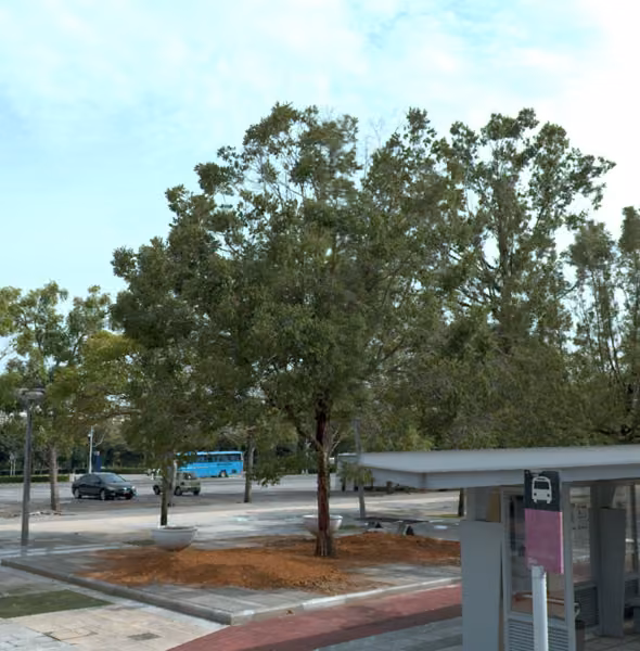 tree photo