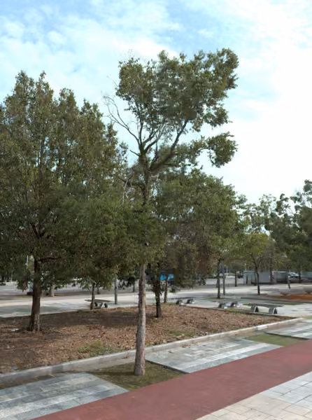 tree photo