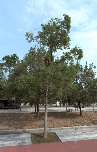tree photo