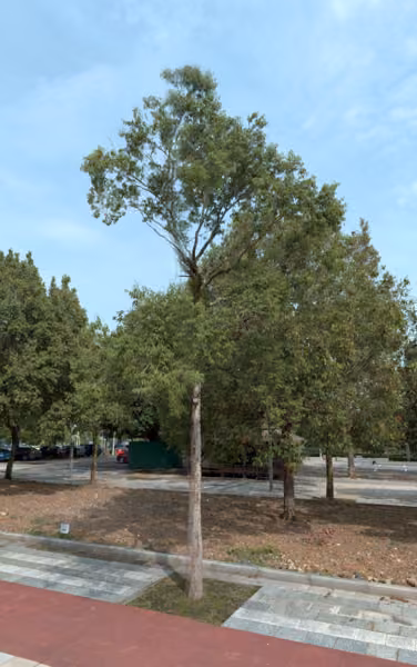 tree photo
