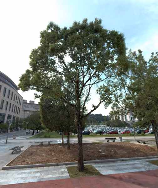 tree photo