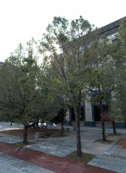 tree photo