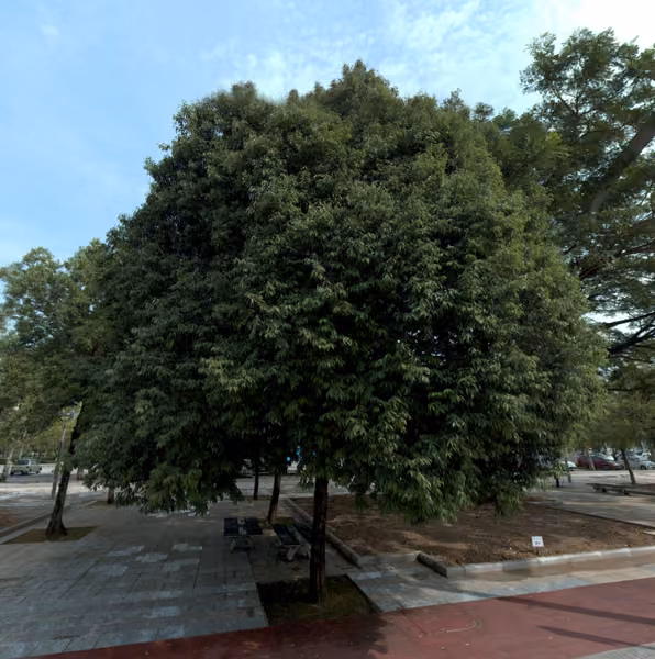 tree photo