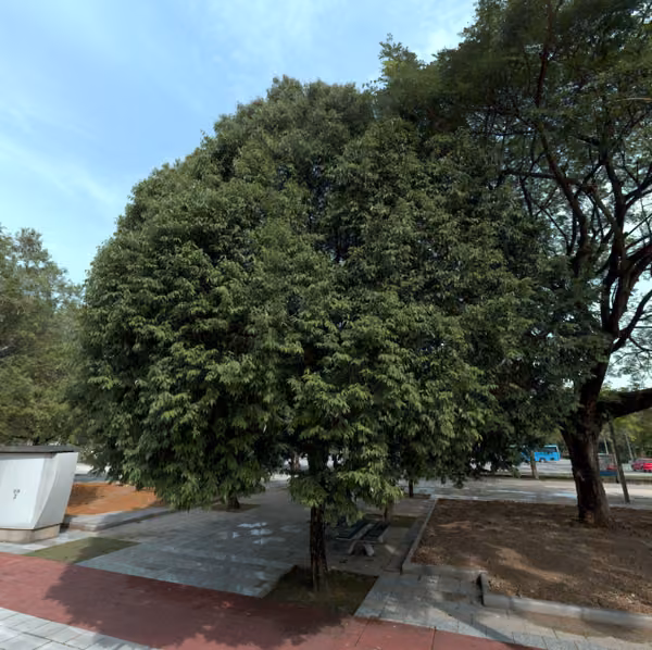 tree photo