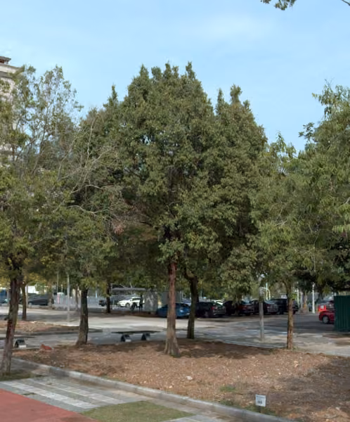 tree photo
