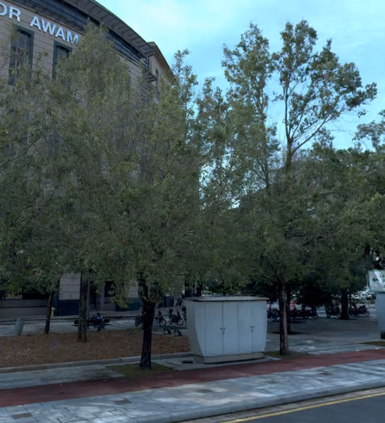 tree photo