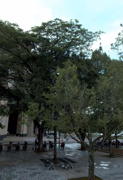 tree photo