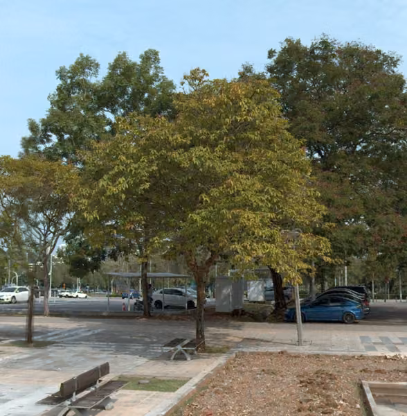 tree photo