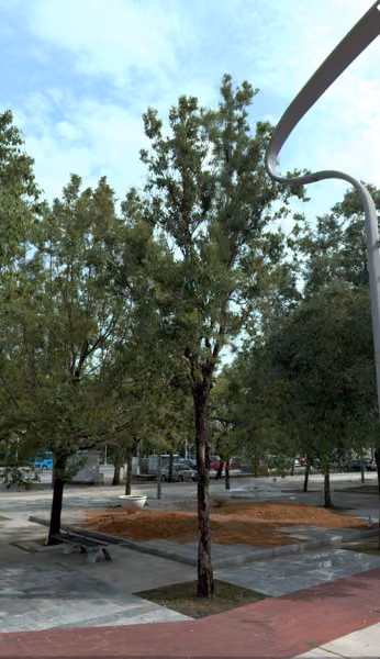 tree photo