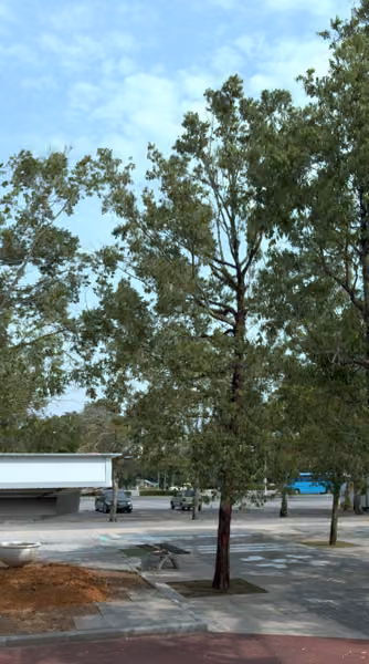 tree photo