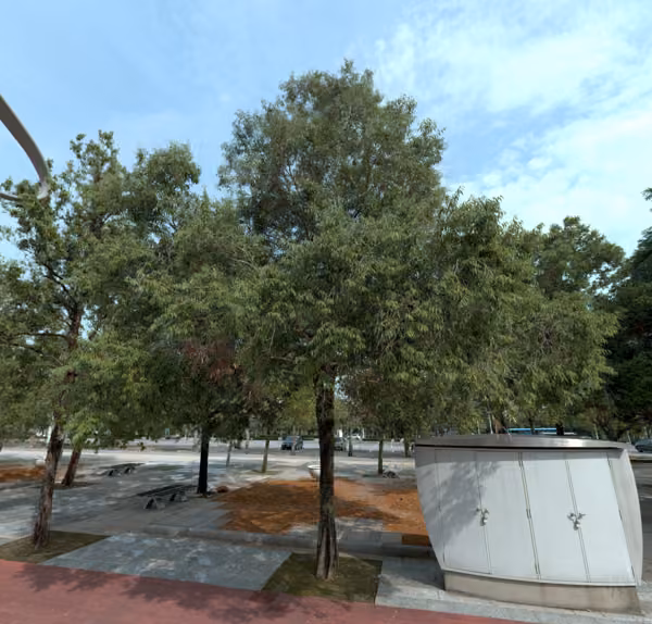 tree photo