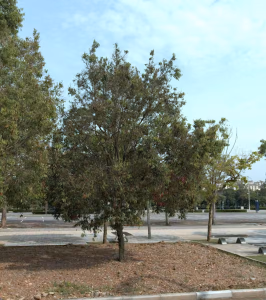 tree photo