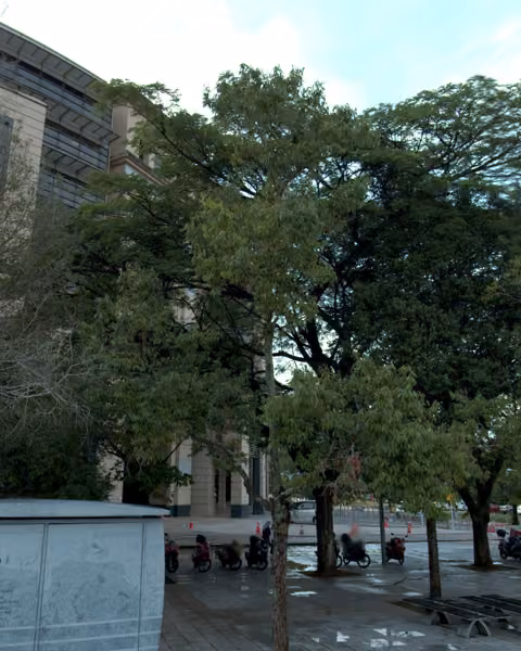 tree photo