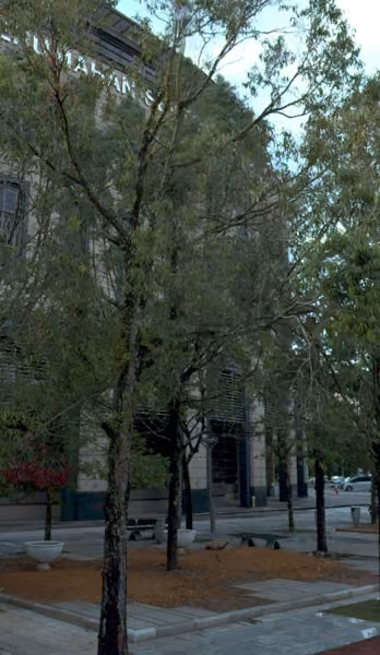 tree photo