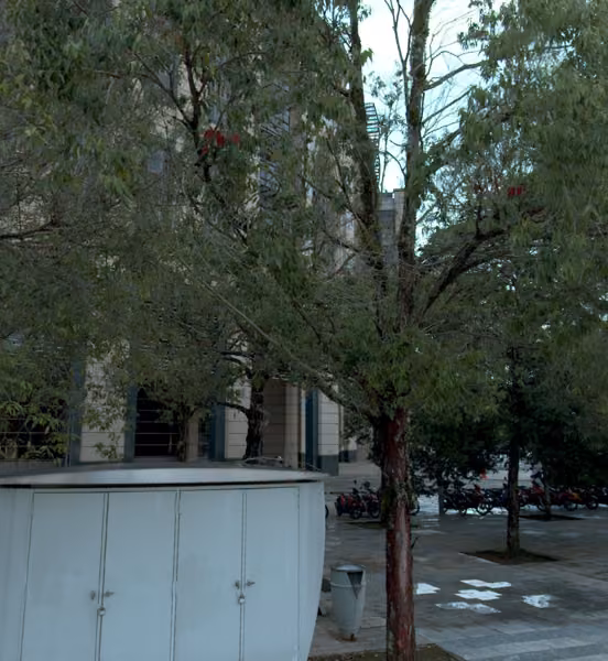 tree photo