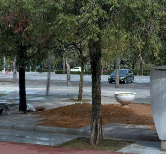 tree photo