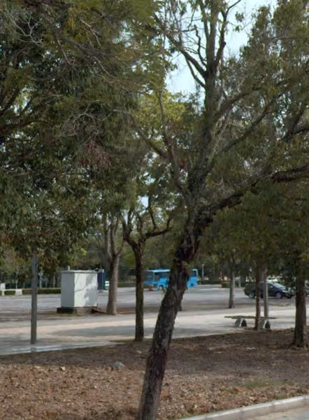 tree photo