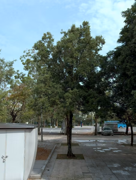 tree photo