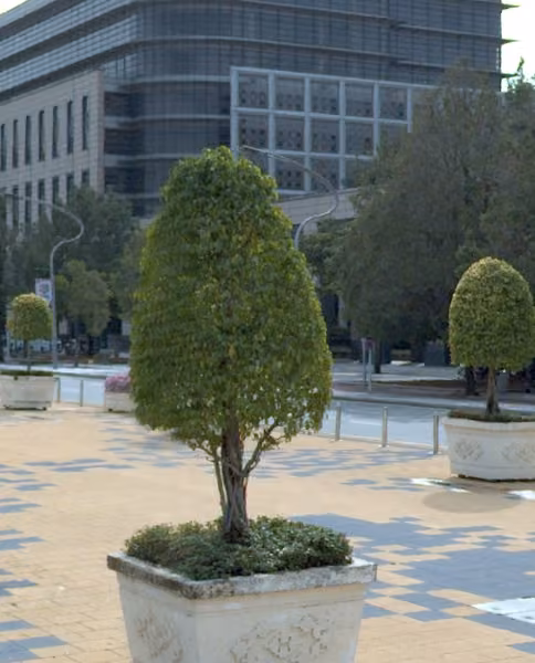 tree photo