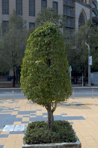 tree photo
