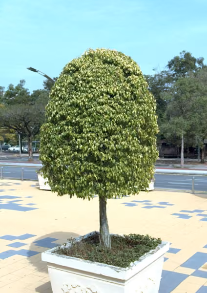 tree photo