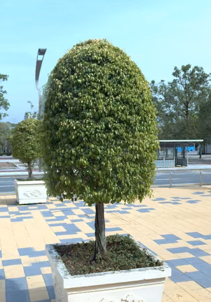 tree photo