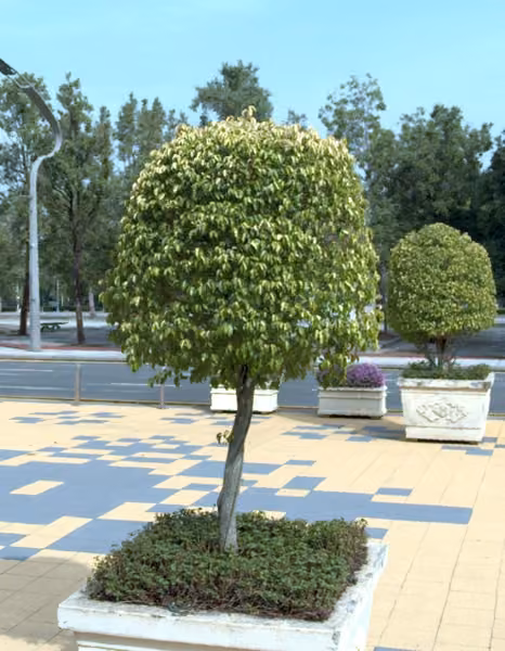 tree photo